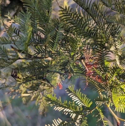 Acacia decurrens (Green Wattle) at Umbagong District Park - 25 Aug 2023 by AniseStar