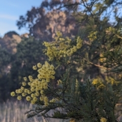 Acacia decurrens at Macgregor, ACT - 25 Aug 2023