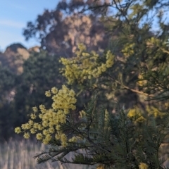 Acacia decurrens at Macgregor, ACT - 25 Aug 2023 04:49 PM