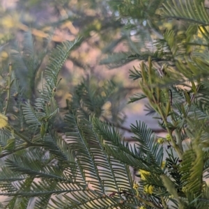 Acacia decurrens at Macgregor, ACT - 25 Aug 2023