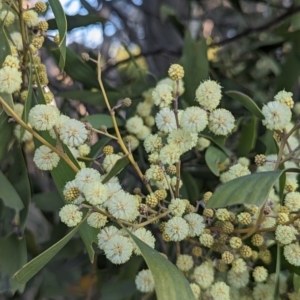 Acacia melanoxylon at Latham, ACT - 25 Aug 2023