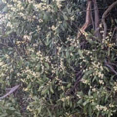 Acacia melanoxylon at Latham, ACT - 25 Aug 2023