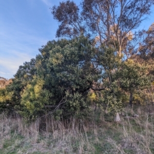 Acacia melanoxylon at Latham, ACT - 25 Aug 2023