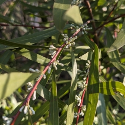 Hakea eriantha (Tree Hakea) at Umbagong District Park - 25 Aug 2023 by AniseStar