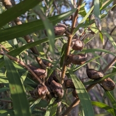 Hakea eriantha at Latham, ACT - 25 Aug 2023