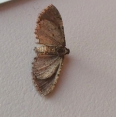 Psilosticha pristis (Little Brown Bark Moth) at Boro - 24 Aug 2023 by Paul4K