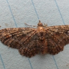 Pasiphilodes testulata (Pome looper) at Borough, NSW - 24 Aug 2023 by Paul4K