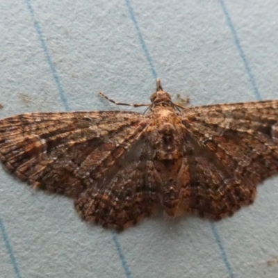 Pasiphilodes testulata (Pome looper) at Borough, NSW - 25 Aug 2023 by Paul4K