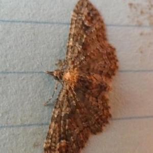 Pasiphilodes testulata at Borough, NSW - 25 Aug 2023