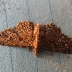 Pasiphilodes testulata at Borough, NSW - suppressed