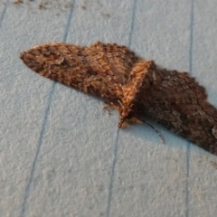 Pasiphilodes testulata at Borough, NSW - 25 Aug 2023