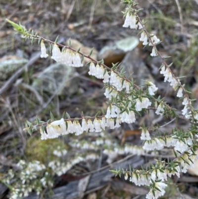 Styphelia fletcheri subsp. brevisepala (Twin Flower Beard-Heath) at Jerrabomberra, NSW - 26 Aug 2023 by Mavis