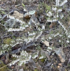 Leucopogon fletcheri subsp. brevisepalus at Jerrabomberra, NSW - 26 Aug 2023