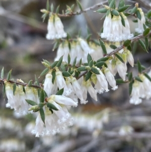 Leucopogon fletcheri subsp. brevisepalus at Jerrabomberra, NSW - 26 Aug 2023