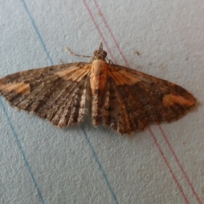 Pasiphilodes testulata (Pome looper) at Borough, NSW - 24 Aug 2023 by Paul4K