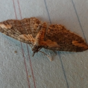 Pasiphilodes testulata at Borough, NSW - 25 Aug 2023