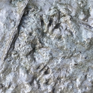 Rattus or Mastacomys sp. (genus) at Googong, NSW - suppressed