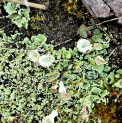 Cladonia sp. (genus) (Cup Lichen) at Googong, NSW - 26 Aug 2023 by Wandiyali