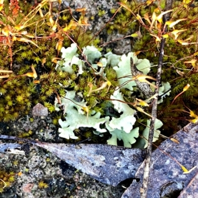 Heterodea sp. at Googong, NSW - 25 Aug 2023 by Wandiyali