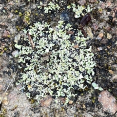 Unverified Lichen, Moss or other Bryophyte by Wandiyali