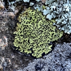 Rhizocarpon geographicum (Yellow Map Lichen) at Googong, NSW - 26 Aug 2023 by Wandiyali