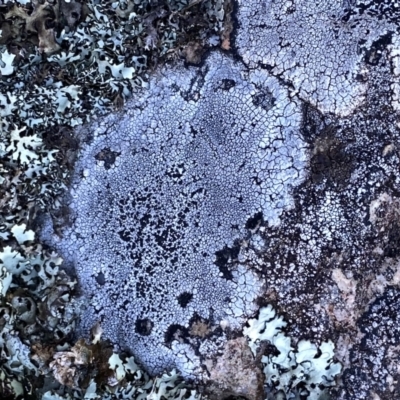 Buellia sp. at Googong, NSW - 26 Aug 2023 by Wandiyali