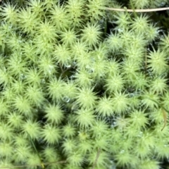 Bartramiaceae at Googong, NSW - 26 Aug 2023 by Wandiyali