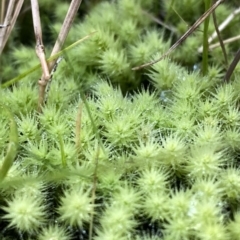 Bartramiaceae at suppressed - suppressed