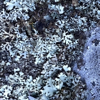 Unidentified Lichen, Moss or other Bryophyte at Wandiyali-Environa Conservation Area - 25 Aug 2023 by Wandiyali