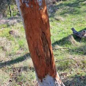 Cervidae (family) at Majura, ACT - 24 Aug 2023