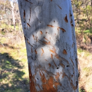 Cervidae (family) at Majura, ACT - 24 Aug 2023