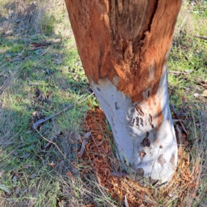 Cervidae (family) at Majura, ACT - 24 Aug 2023