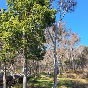 Cervidae (family) at Majura, ACT - 24 Aug 2023