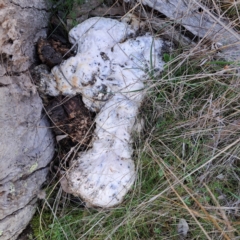 Unverified Other non-black fungi  at Majura, ACT - 24 Aug 2023 by abread111