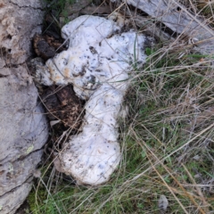 Unidentified Other non-black fungi  at Majura, ACT - 24 Aug 2023 by abread111