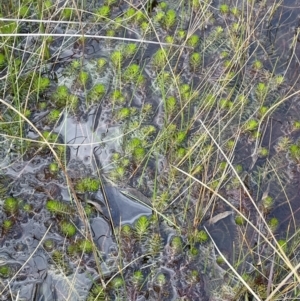 Myriophyllum crispatum at Cavan, NSW - 17 Aug 2023 03:31 PM