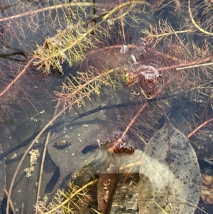 Myriophyllum crispatum at Cavan, NSW - 17 Aug 2023 03:31 PM
