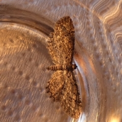 Psilosticha pristis (Little Brown Bark Moth) at Boro - 24 Aug 2023 by Paul4K