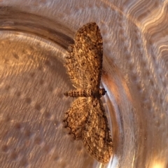 Psilosticha pristis (Little Brown Bark Moth) at Borough, NSW - 24 Aug 2023 by Paul4K