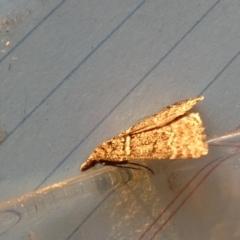Dichromodes explanata (Fine-lined Heath Moth) at Borough, NSW - 24 Aug 2023 by Paul4K