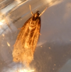 Chezala privatella (A Concealer moth) at Borough, NSW - 25 Aug 2023 by Paul4K