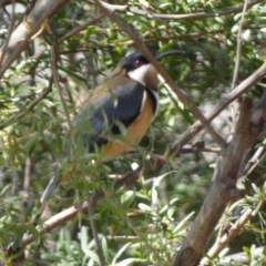 Acanthorhynchus tenuirostris (Eastern Spinebill) at Borough, NSW - 25 Aug 2023 by Paul4K