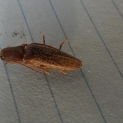 Monocrepidius (genus) at Borough, NSW - suppressed