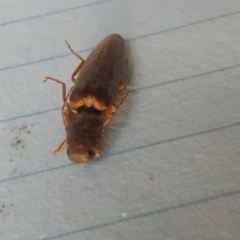 Monocrepidius (genus) at Borough, NSW - suppressed