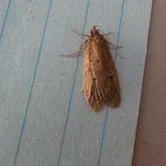 Chezala privatella (A Concealer moth) at Borough, NSW - 24 Aug 2023 by Paul4K