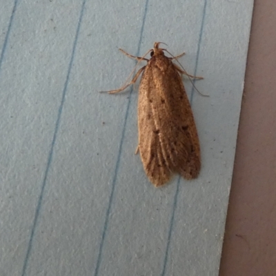 Chezala privatella (A Concealer moth) at Borough, NSW - 24 Aug 2023 by Paul4K