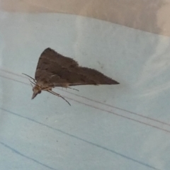 Dichromodes (genus) (unidentified Heath Moth) at Boro - 23 Aug 2023 by Paul4K