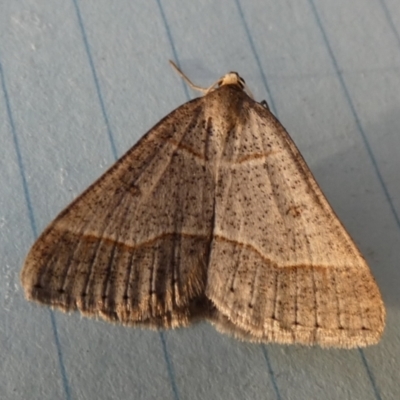 Antasia flavicapitata (Yellow-headed Heath Moth (Oenochrominae)) at Borough, NSW - 24 Aug 2023 by Paul4K