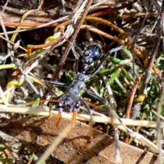 Myrmecia sp. (genus) at Mayfield, NSW - 24 Aug 2023