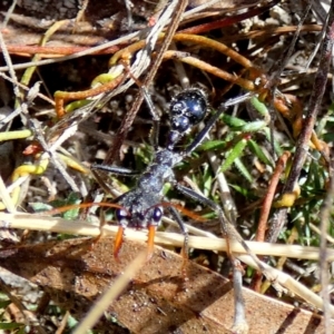 Myrmecia sp. (genus) at Mayfield, NSW - 24 Aug 2023